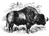 Buffalo: a possible translation of Behemoth.